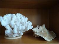 Coral & Conch Sea Shell