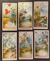 FLOWERS: Rare German STOLLWERCK CHOCOLATE Card Set