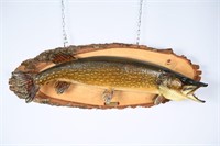 Vintage Northern Pike Fish Mount