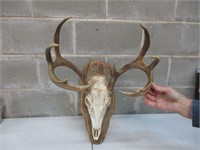 Mounted Deer Head Skull with Antlers