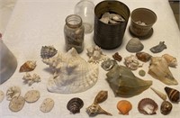 Seashells & Containers