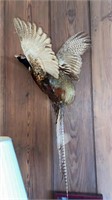 Mounted pheasant bird wall hanger, tail section