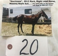 "Hurricane", 2013 Mare, Right Lead Horse, Missing