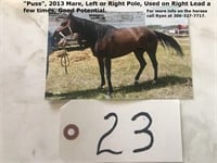 "Puss", 2013 Mare, Left or Right Pole, Used on