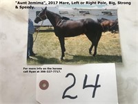 "Aunt Jemima", 2017 Mare, Left or Right Pole,
