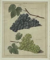 Antique 1770 Hand-Colored Engraving of Grapes