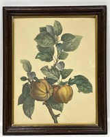 Antique Print of Fruit