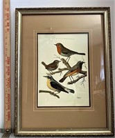 Framed bird artwork