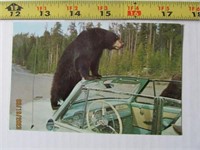 Vintage Picture Postcard 1950"s Yellowstone Bears
