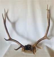 Elk Horns 36” Tip to Tip