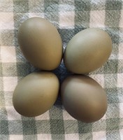 1 Dozen Fertile Moss Green Eggs