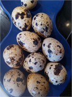 Fertile Quail Eggs