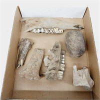 Box Lot of Fossils & Old Bones