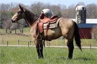 Lilly 7 YR old buckskin mare