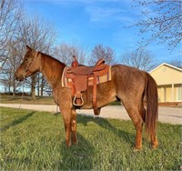 RANGER-5 yr old red roan gelding