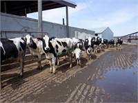 34 Holstein 1st Lactation Fresh Cows: 1-50 DIM