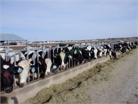 33 Holstein 1st Lactation Fresh Cows: 1-50 DIM