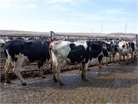 18 Holstein 1st Lactation Fresh Cows: 1-50 DIM