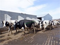 35 Holstein 1st Lactation Fresh Cows: 51-125 DIM