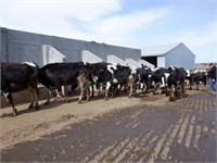 10 Holstein 1st Lactation Fresh Cows 51-125 DIM