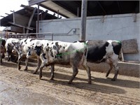 35 Holstein 1st Lactation Fresh Cows: 126+ DIM