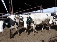 20 Holstein 1st Lactation Bred Cows 0-3 Months