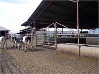 26 Holstein 1st Lactation Bred Cows 0-3 Months