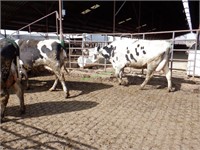 33 Holstein 1st Lactation Bred Cows 4-6+ Months