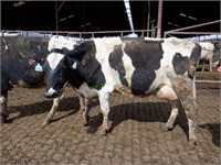 32 Holstein 1st Lactation Bred Cows 4-6+ Months