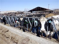 32 Holstein 2nd Lactation Fresh Cows: 1-50 DIM
