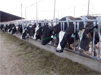 24 Holstein 2nd Lactation Fresh Cows: 126+ DIM