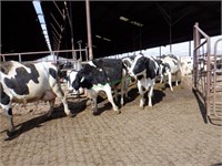 33 Holstein 2nd Lactation Fresh Cows: 126+ DIM