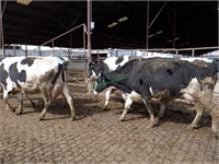 32 Holstein 2nd Lactation Bred Cows 0-3 Months