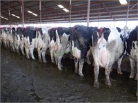 13 Holstein 2nd Lactation Bred Cows 0-3 Months