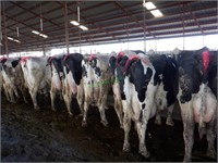 32 Holstein 2nd Lactation Bred Cows 4-6+ Months
