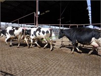 32 Holstein 2nd Lactation Bred Cows 4-6+ Months