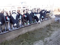 32 Holstein 3rd Lactation Fresh Cows:51-125 DIM