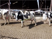 12 Holstein 3rd Lactation Fresh Cows: 51-125 DIM