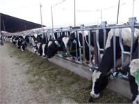 32 Holstein 3rd Lactation Fresh Cows: 126+ DIM