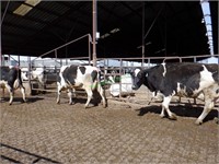 10 Holstein 3rd Lactation Bred Cows 0-3 Months