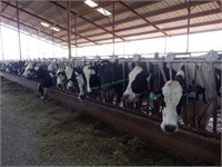 33 Holstein 3rd Lactation Bred Cows 4-6+ Months