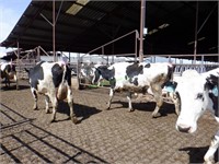 26 Holstein 3rd Lactation Bred Cows 4-6+ Months