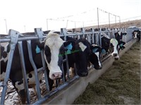 28 Holstein 4th+ Lactation Fresh Cows: 51-125 DIM