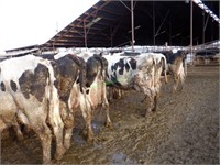 32 Holstein 4th+ Lactation Fresh Cows: 126+ DIM