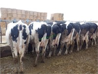 36 Holstein Springers Bred 4-6 Months