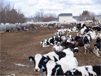 36 Holstein Heifers Bred 2-5 Months