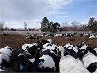 36 Holstein Heifers Bred 2-5 Months