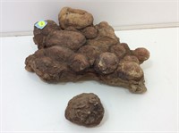 Large Caprolite (Fossil Poop) Cluster