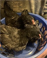 Lot of 3 young chickens