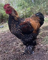 Cochin Rooster